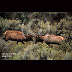 Elk in Yellowstone National Park