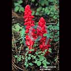 Snow Plant - Yosemite National Park, California